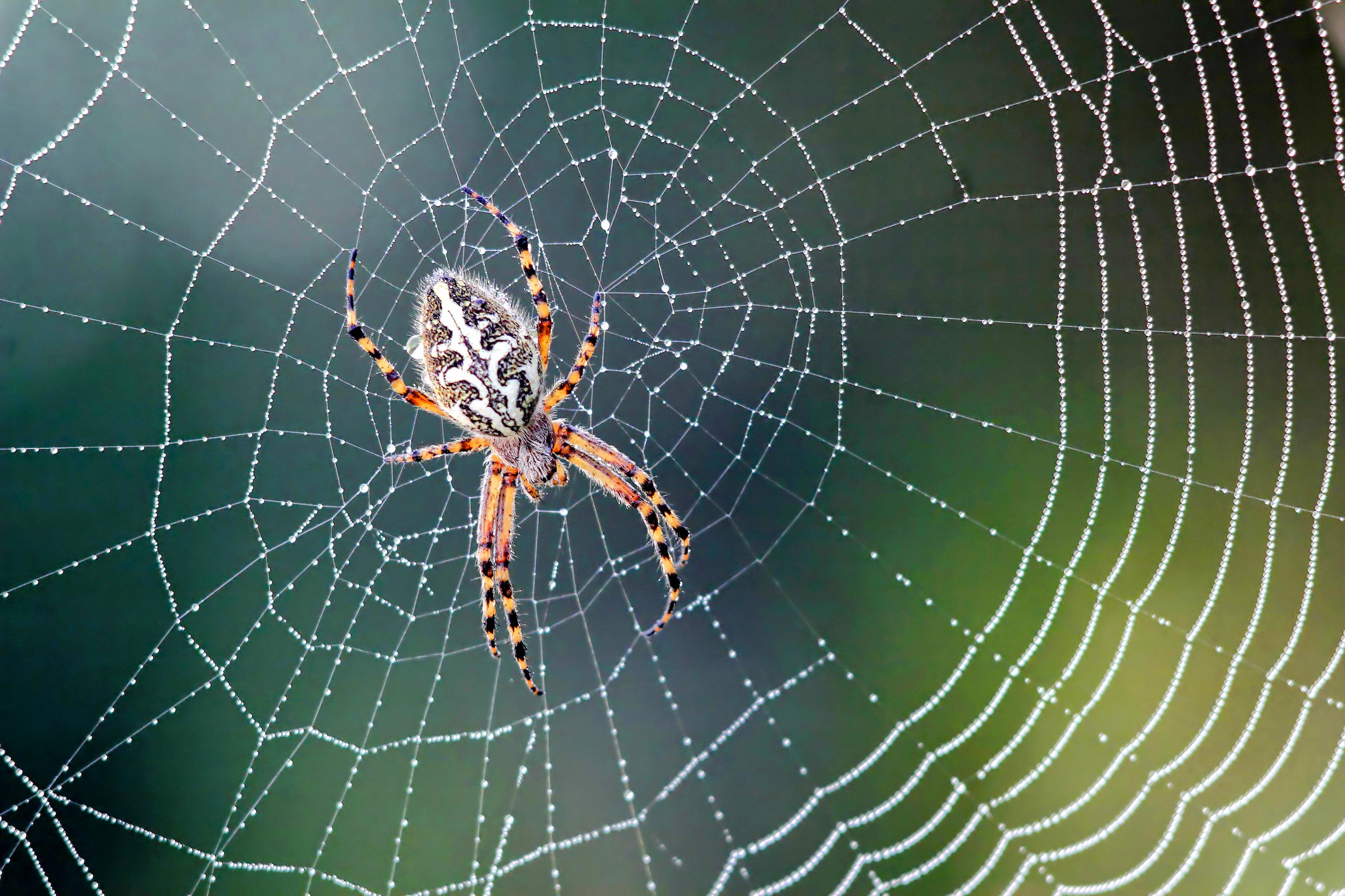 67d840128cc9e Modern color photograph of a striped spider in the center of a round web.