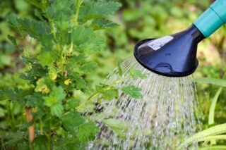 watering can
